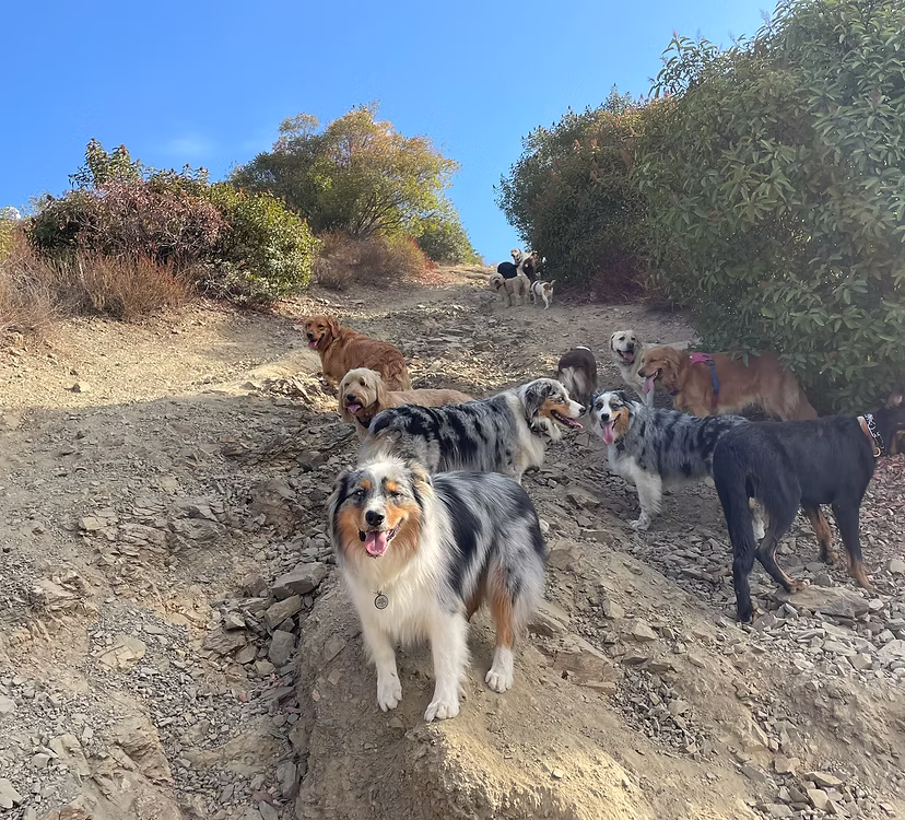 Group of dogs