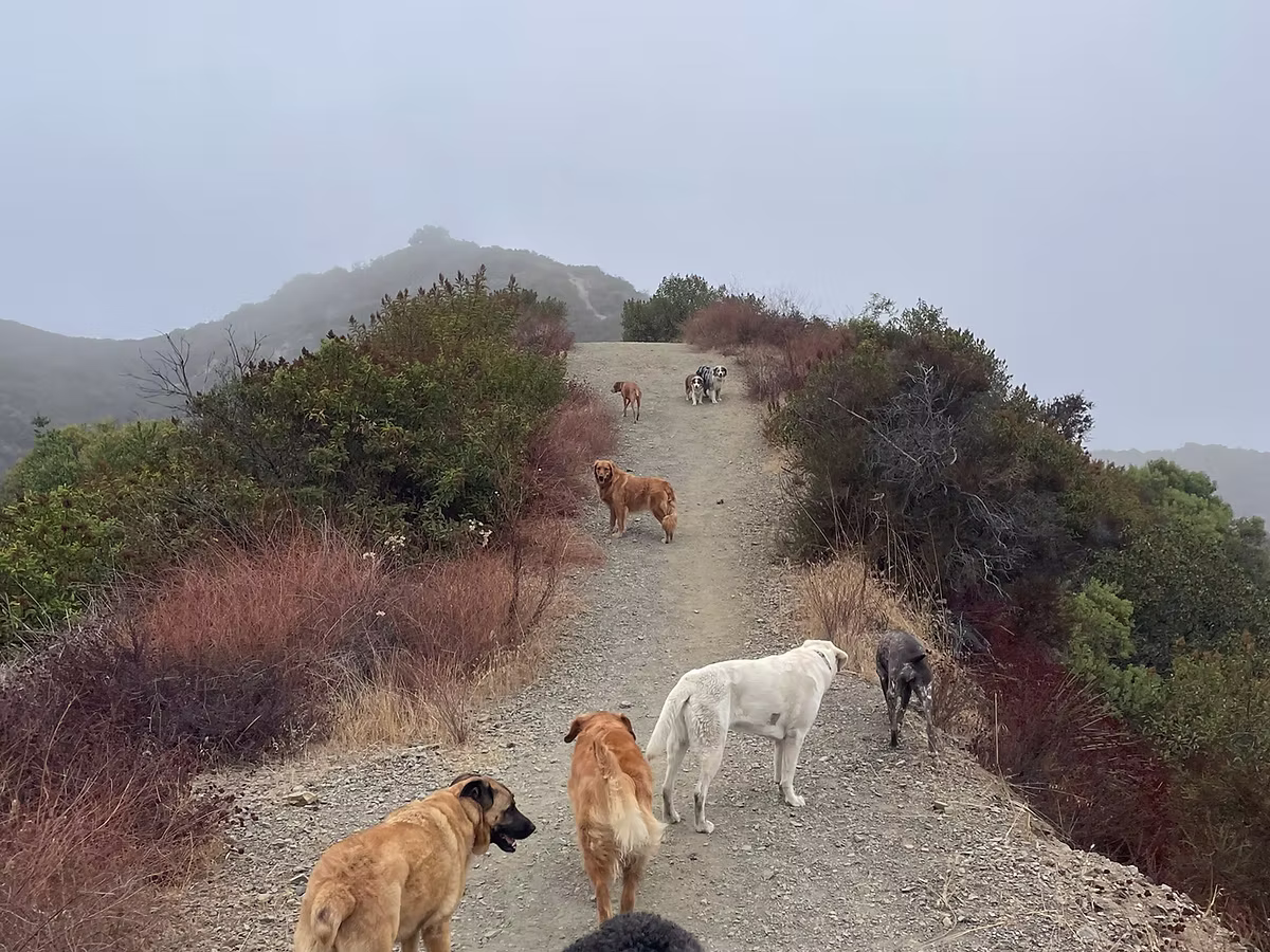 groupd of dogs